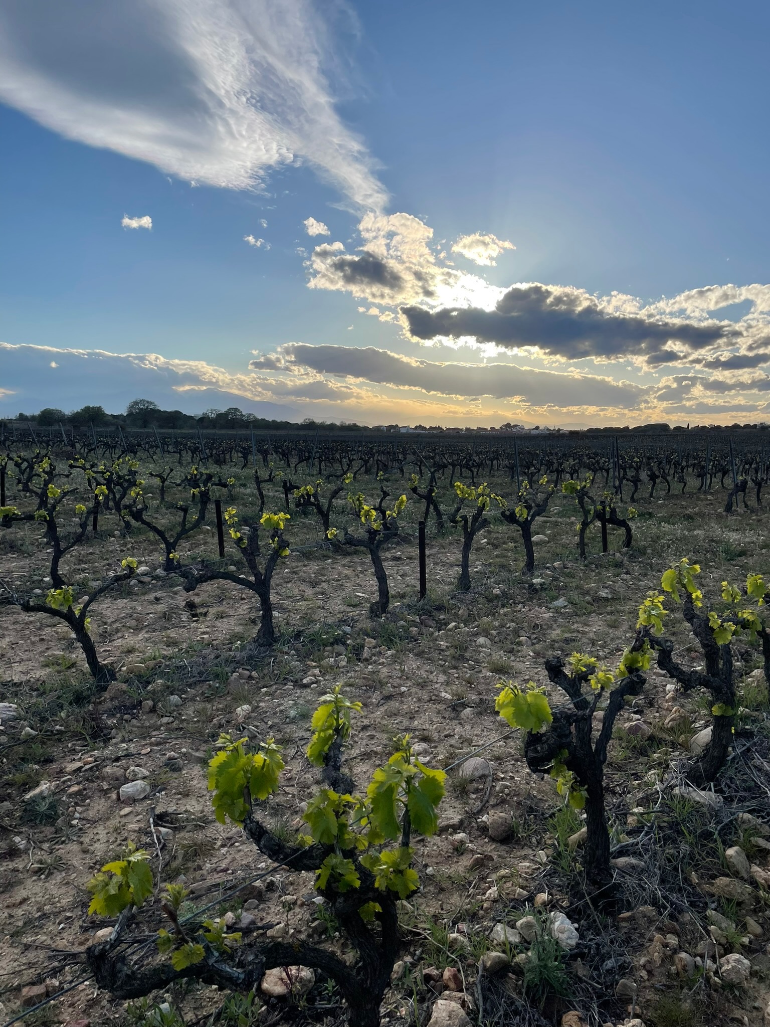 Vignes du Clos Valentine au coucher du soleil sur sol de galets roulés, Côte Catalane
