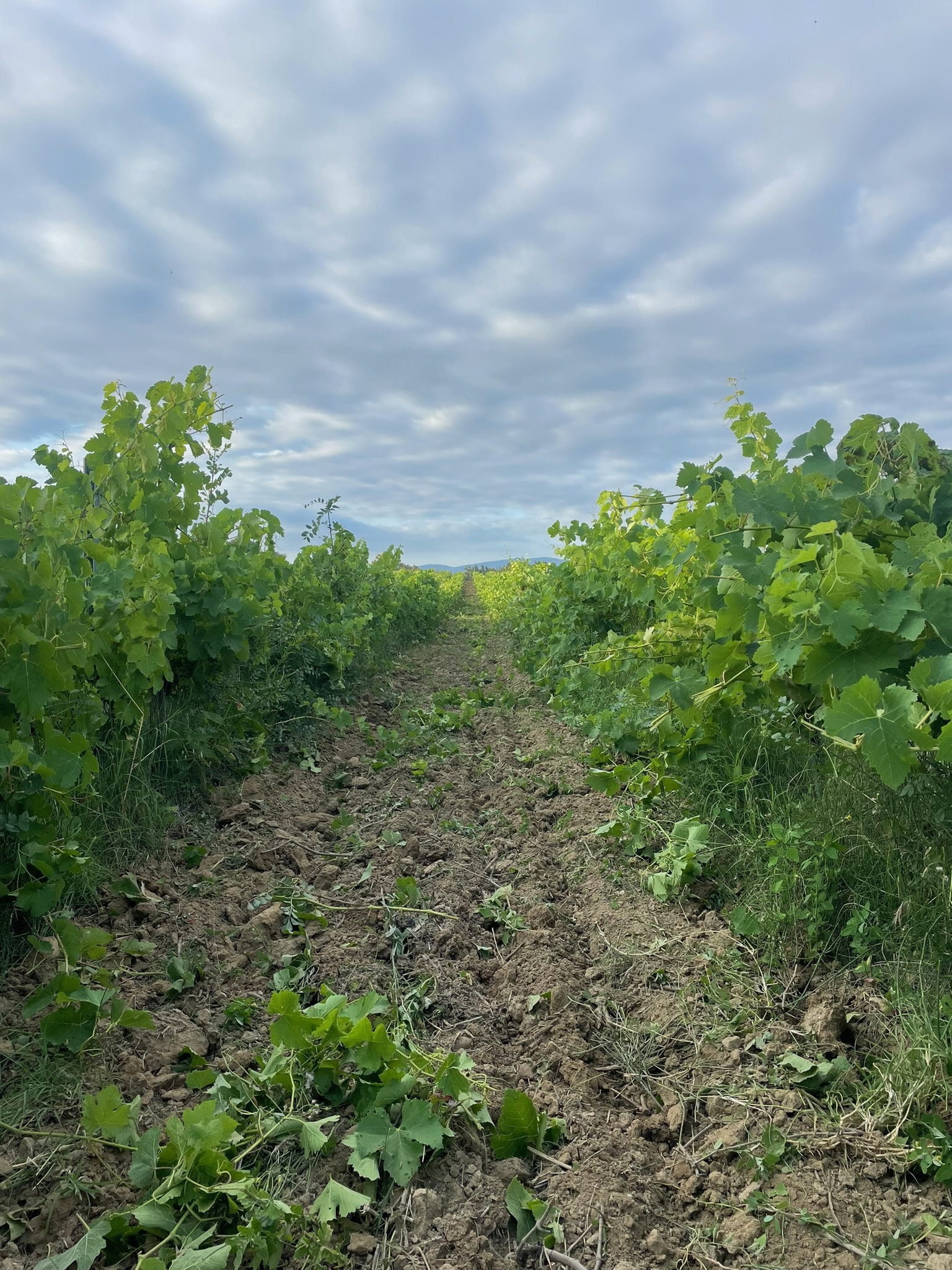 Vendanges manuelles au Clos Valentine, Côte Catalane